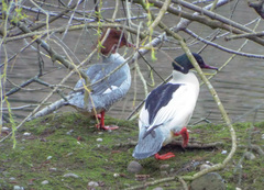 Mergus merganser