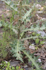 Cirsium uliginosum