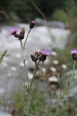 Cirsium uliginosum