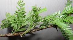 Vachellia robusta clavigera