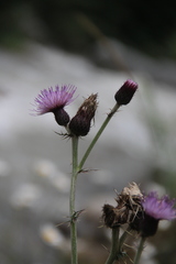 Cirsium uliginosum