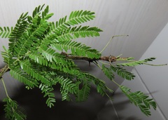 Vachellia robusta clavigera