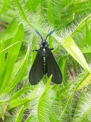 Ceramidia phemonoides