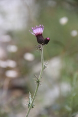 Cirsium uliginosum