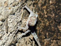 Asaccus barani
