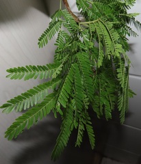 Vachellia robusta clavigera