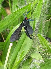 Ceramidia phemonoides