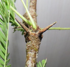 Vachellia robusta clavigera