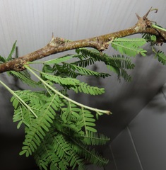 Vachellia robusta clavigera