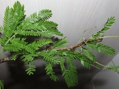 Vachellia robusta clavigera