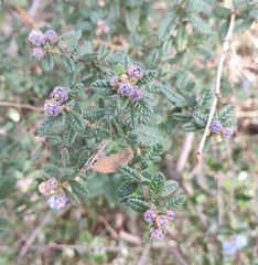 Ceanothus impressus