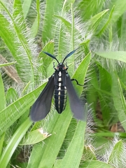 Ceramidia phemonoides