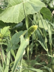 Phalaris caroliniana