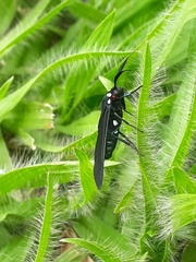 Ceramidia phemonoides