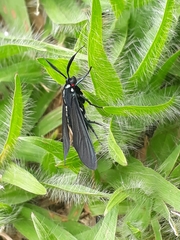 Ceramidia phemonoides