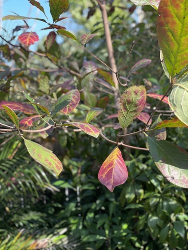 tropical almond (Terminalia catappa)
