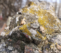 Xanthocarpia crenulatella