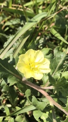 Oenothera primiveris