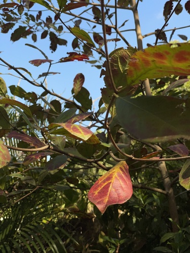 Terminalia catappa