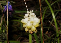 Muscari commutatum