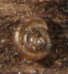 Paralaoma servilis