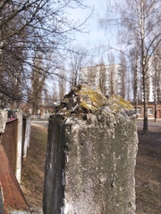 Xanthocarpia crenulatella