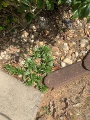 Zephyranthes carinata