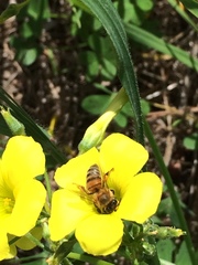 Apis mellifera