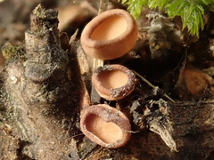 Ciboria betulicola