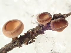 Ciboria betulicola