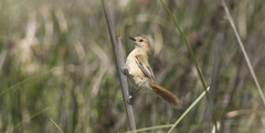 Limnoctites sulphuriferus