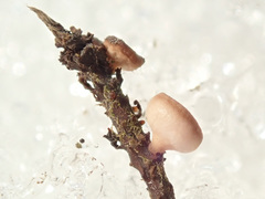 Ciboria betulicola