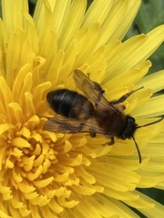 Andrena varians