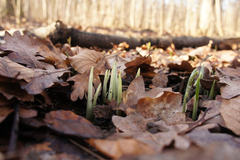 Allium ursinum