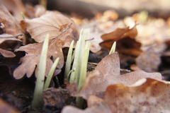 Allium ursinum