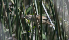 Spartonoica maluroides
