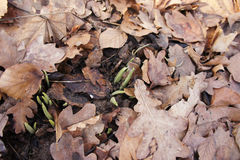 Allium ursinum