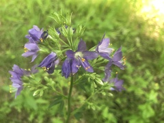 Polemonium caeruleum