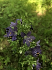 Polemonium caeruleum