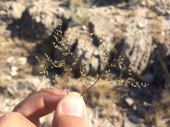 Argyrochosma microphylla