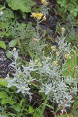 Cladochaeta candidissima