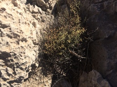 Argyrochosma microphylla