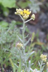 Cladochaeta candidissima