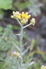 Cladochaeta candidissima