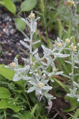 Cladochaeta candidissima