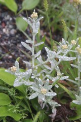 Cladochaeta candidissima