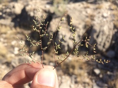 Argyrochosma microphylla
