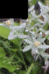 Cladochaeta candidissima