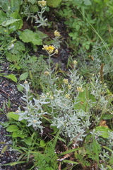 Cladochaeta candidissima