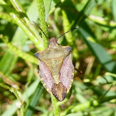 Carpocoris mediterraneus atlanticus